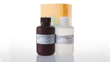 Western Blot Kit
