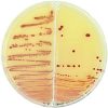 sector agar plates