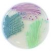 Chromogenic Media Culture