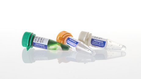 G2 DNA Pol