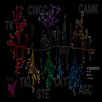 Kinase Activity Assays