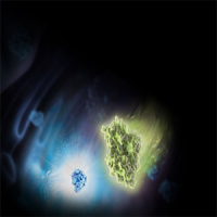 Genetic Reporter Vectors and Cell Lines